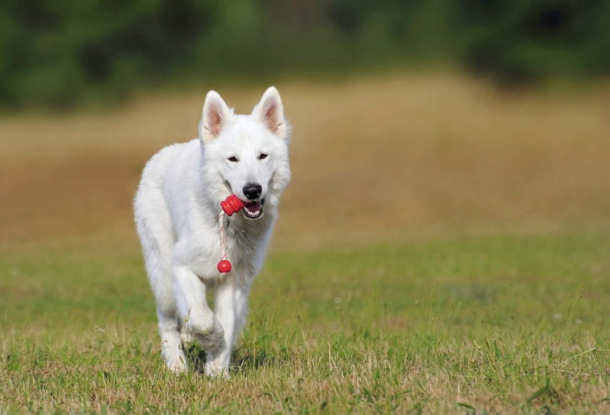 白色的德国牧羊犬，是毛发颜色变化还是其它原因？