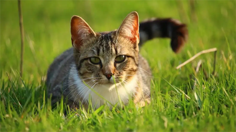 猫咪乱尿后怎么清除尿味,清除尿骚味的几个方法-宠物百科知识
