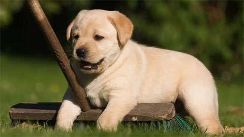 拉布拉多犬是哪个国家的品种,拉布拉多来自哪个国家