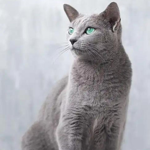 俄罗斯蓝猫和英短蓝猫有哪些区别,如何进行区分