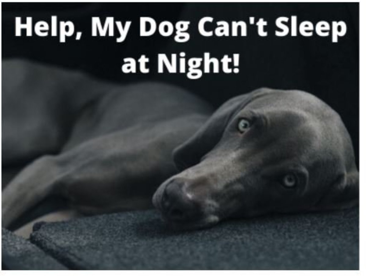 狗狗晚上不睡觉，一般是这几个原因（解决办法）