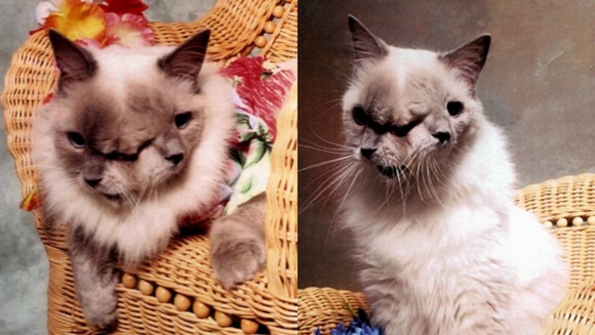 罕见的两面派 "杰纳斯 "猫的例子