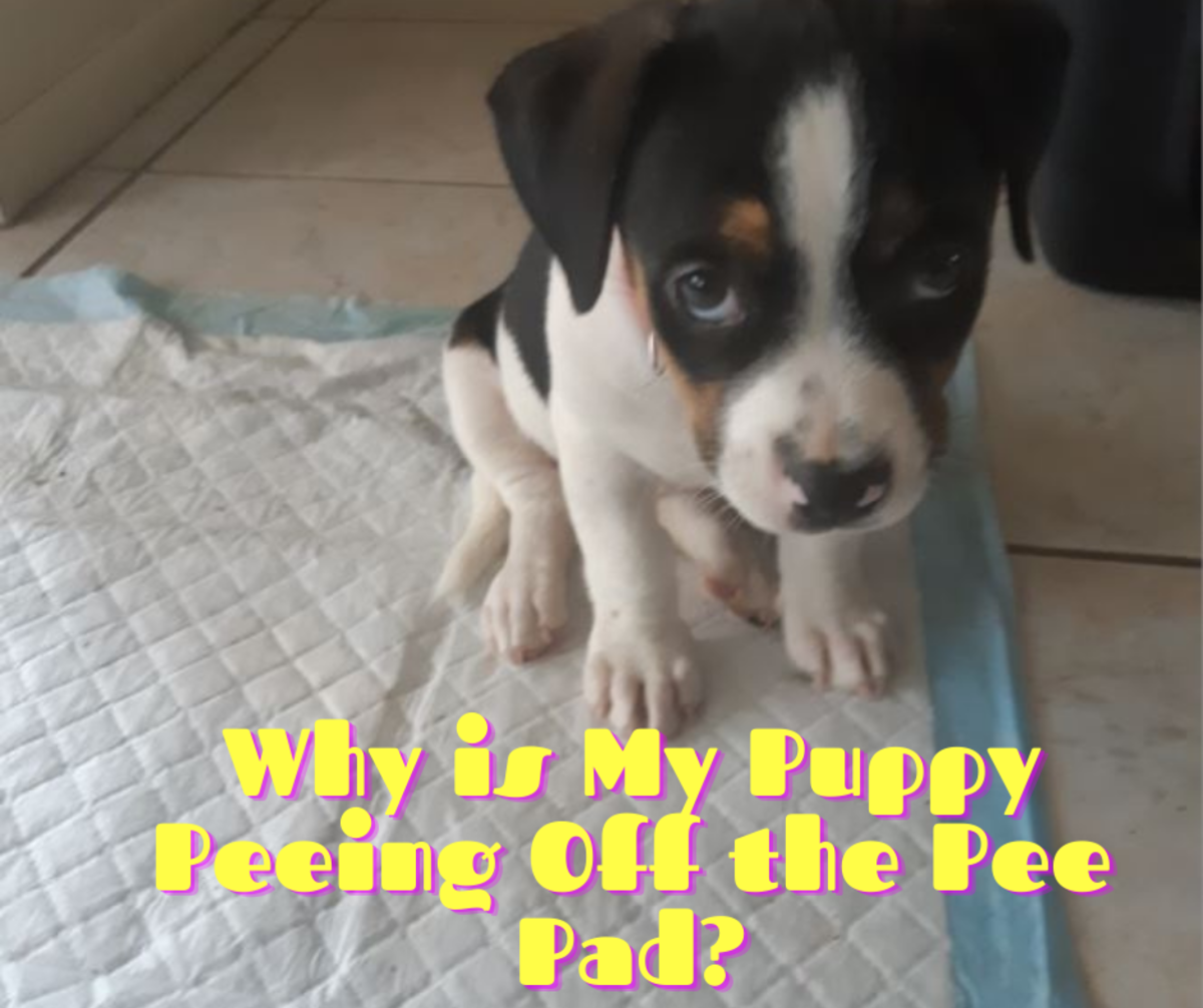 为什么我的狗会在尿垫外（或紧挨着它）撒尿？