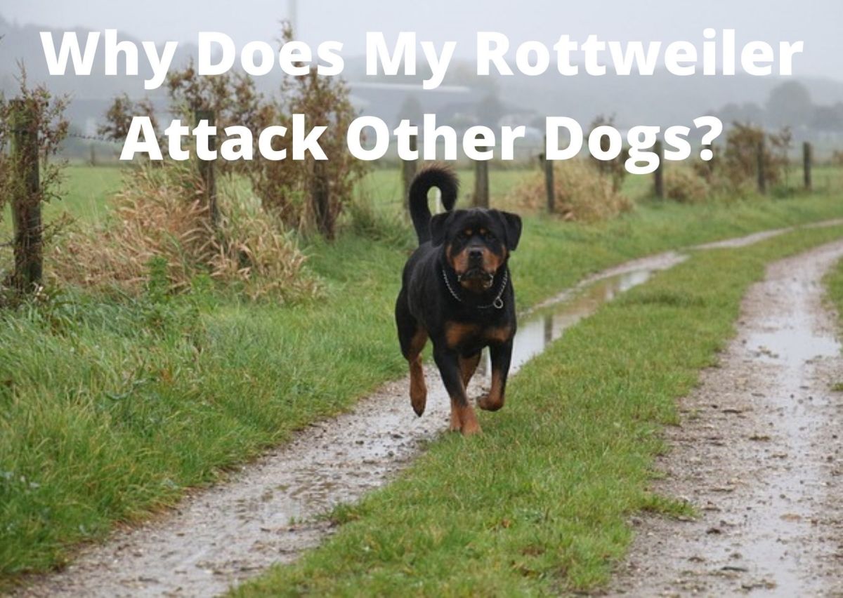 罗威纳攻击性强吗？会不会喜欢攻击别的狗？