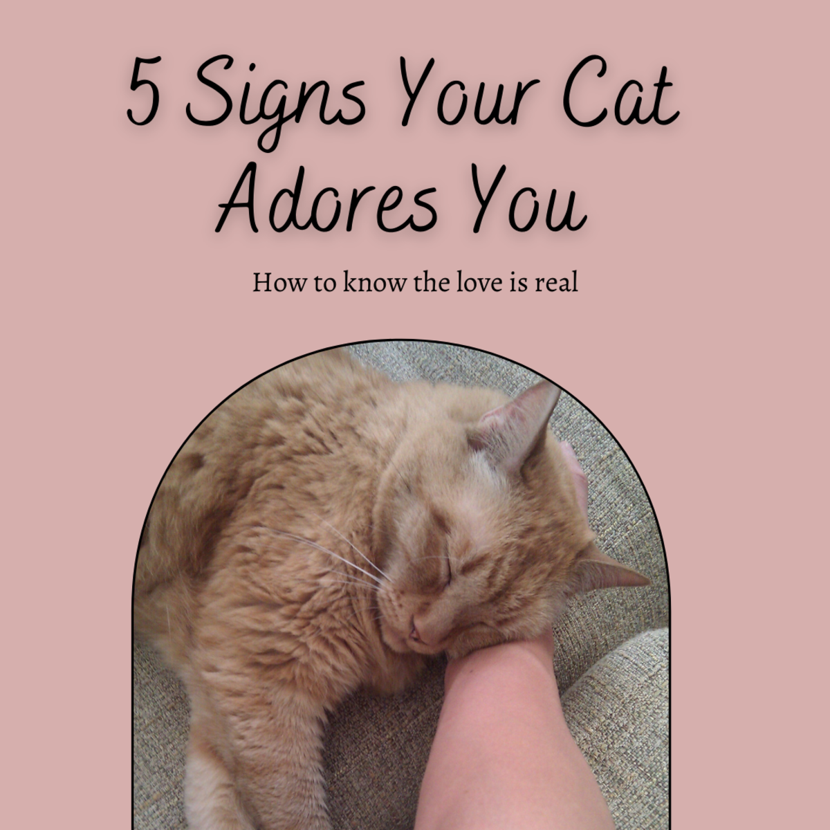 你的猫爱慕你的五个迹象