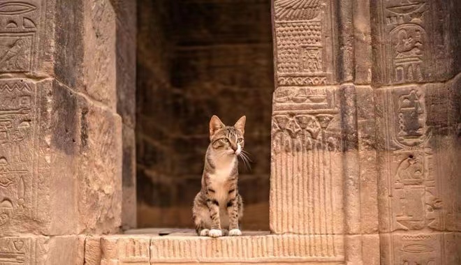 埃及法老做过的几件疯狂而荒唐的事为了救猫放弃抵抗波斯人