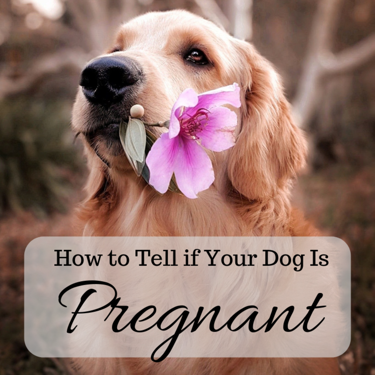 如何判断你的狗是否怀孕了，迹象和家庭怀孕测试