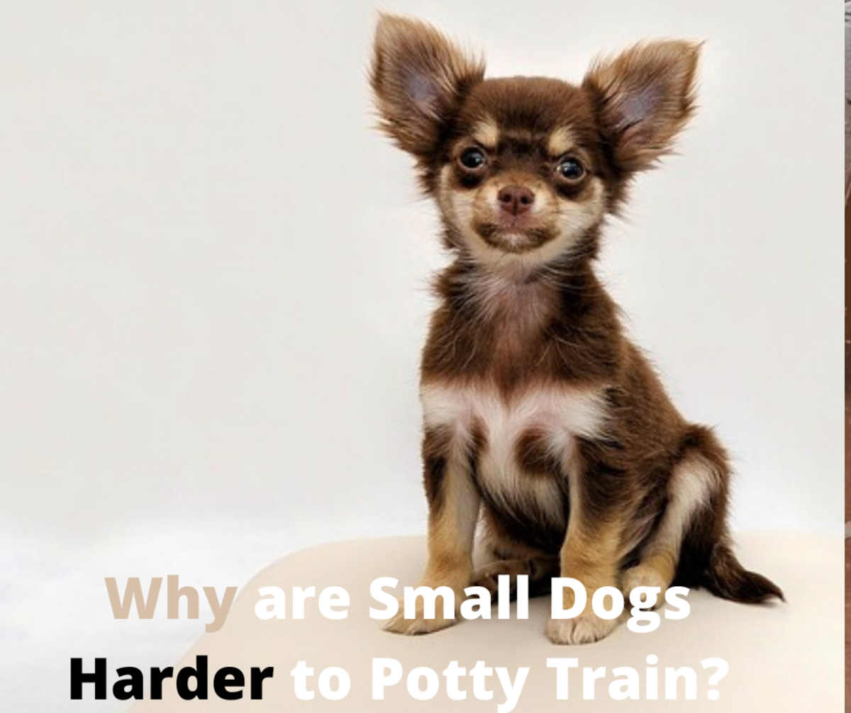 为什么小型犬更难训练上厕所？