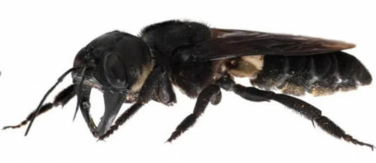 世界上体形最大的一种蜜蜂 据说它们的体形 是普通蜜蜂的四倍之多