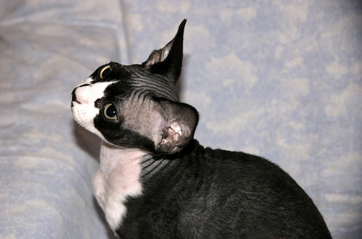 20个黑白条纹相间的猫品种（图片）