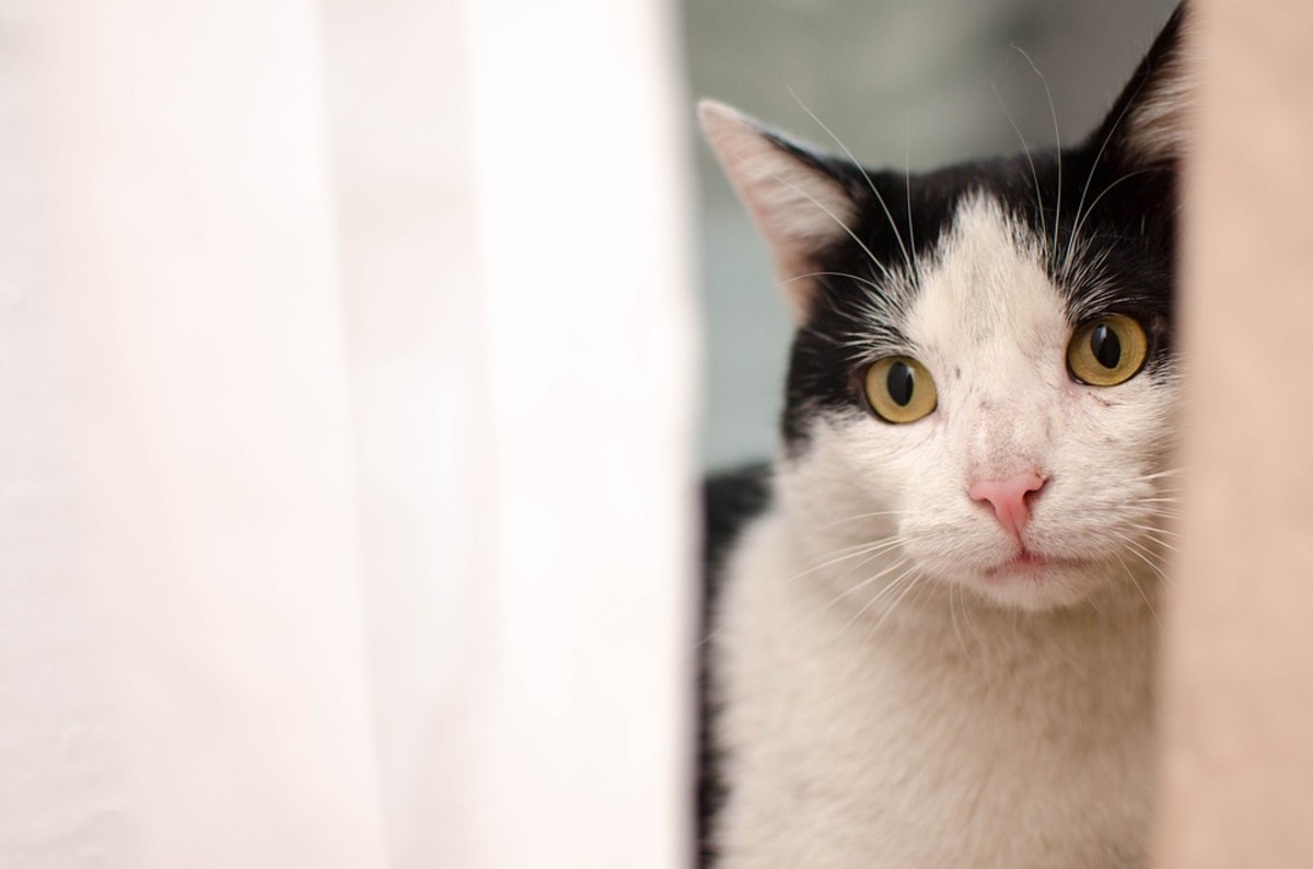 认识猫咪抑郁症的迹象，如何知道你的猫是否有抑郁症