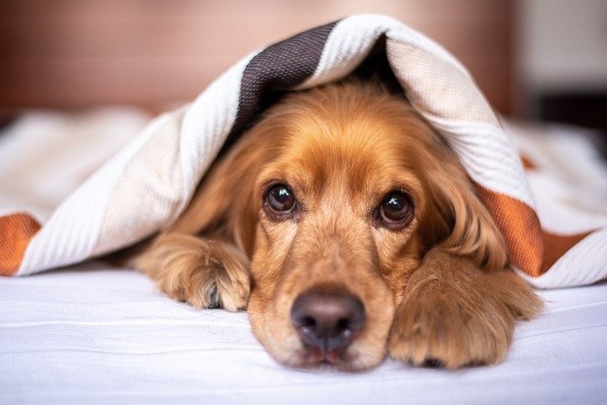 狗狗喜欢在床上睡觉，如何阻止狗狗爬上床？