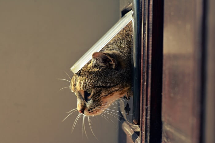 如何训练你的猫使用猫咪门？