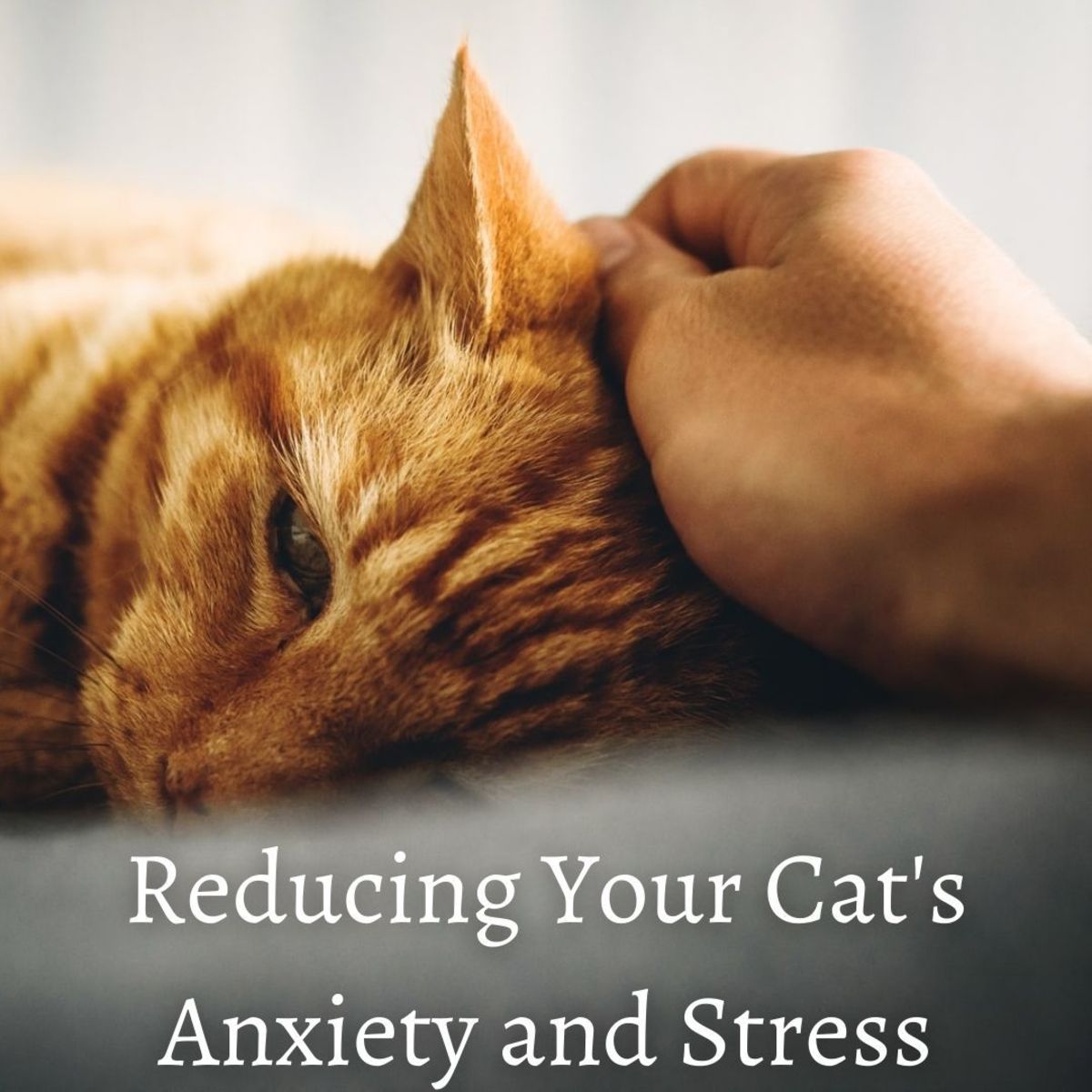 减少你的猫的焦虑和压力的5个步骤