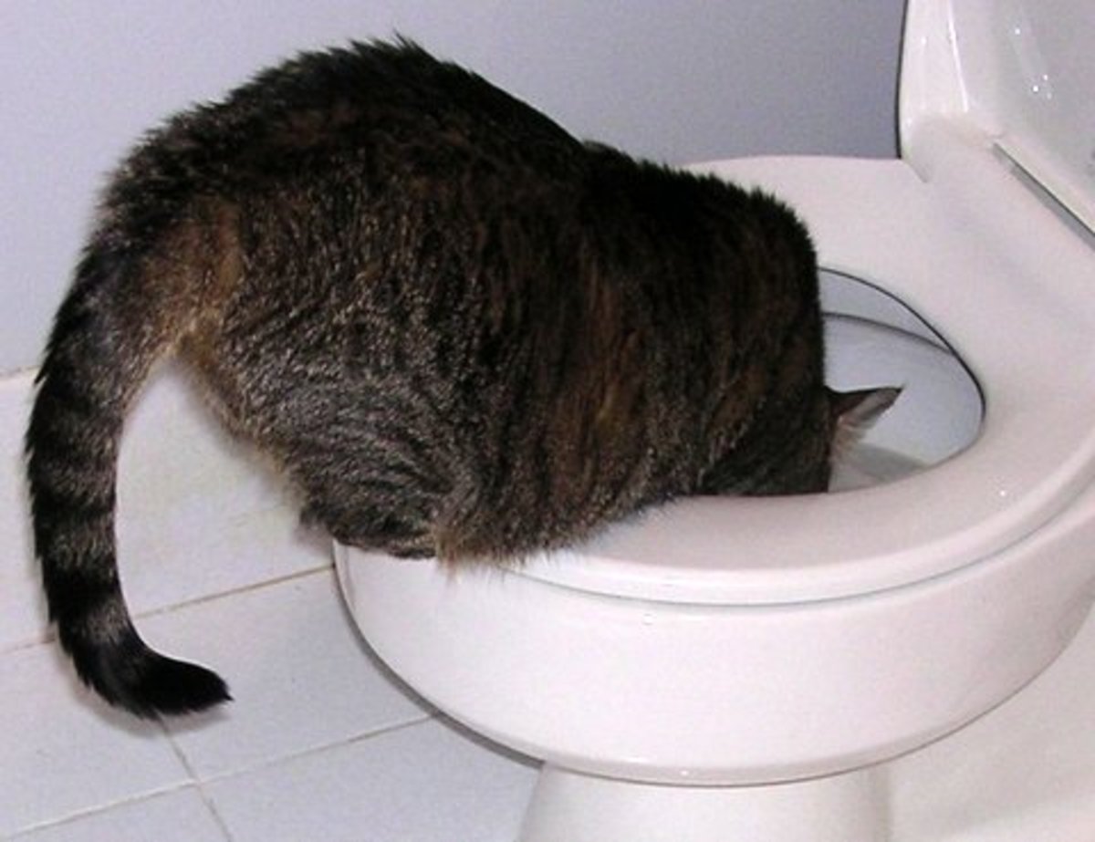 世界上为什么猫会喝马桶里的水？