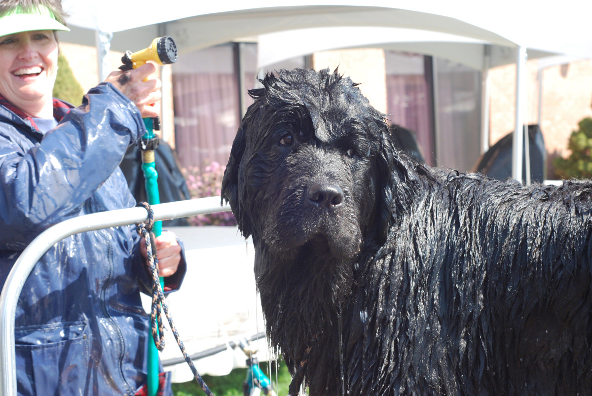 如何给纽芬兰犬洗澡和洗毛