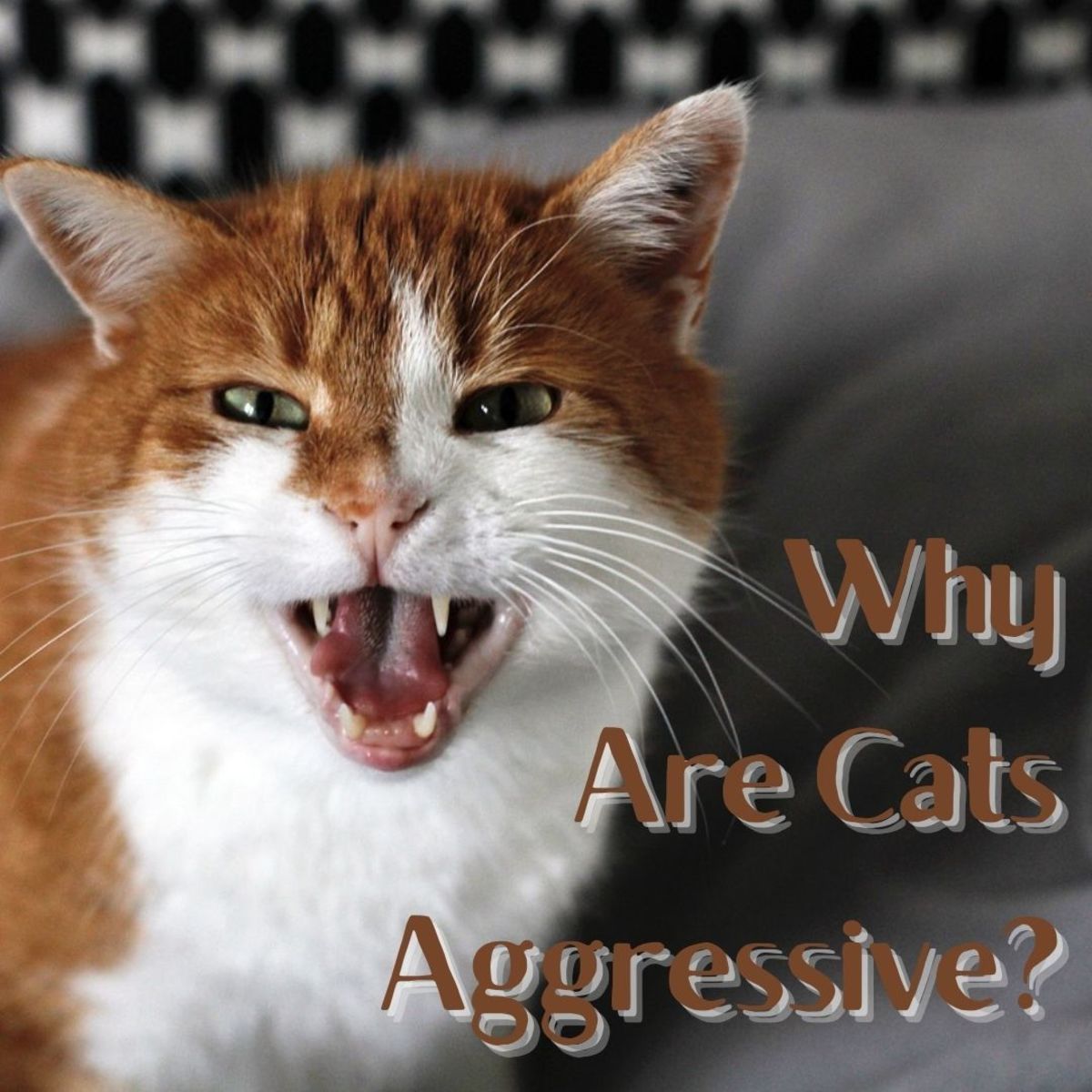 为什么猫有攻击性？