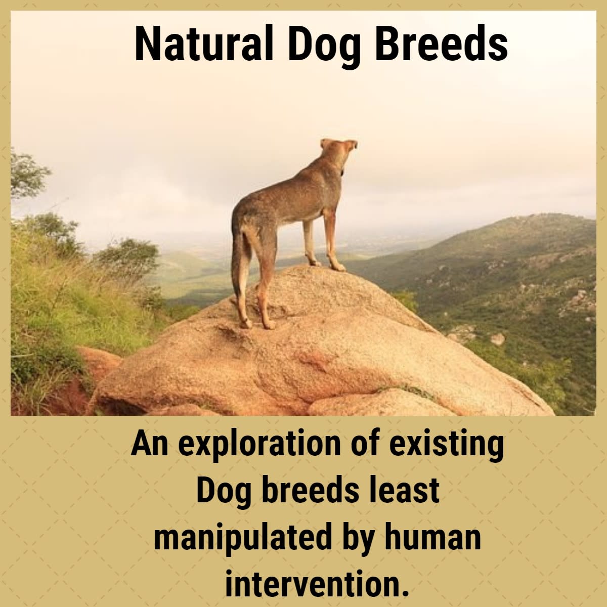 狗的自然品种研究，和一些原生品种