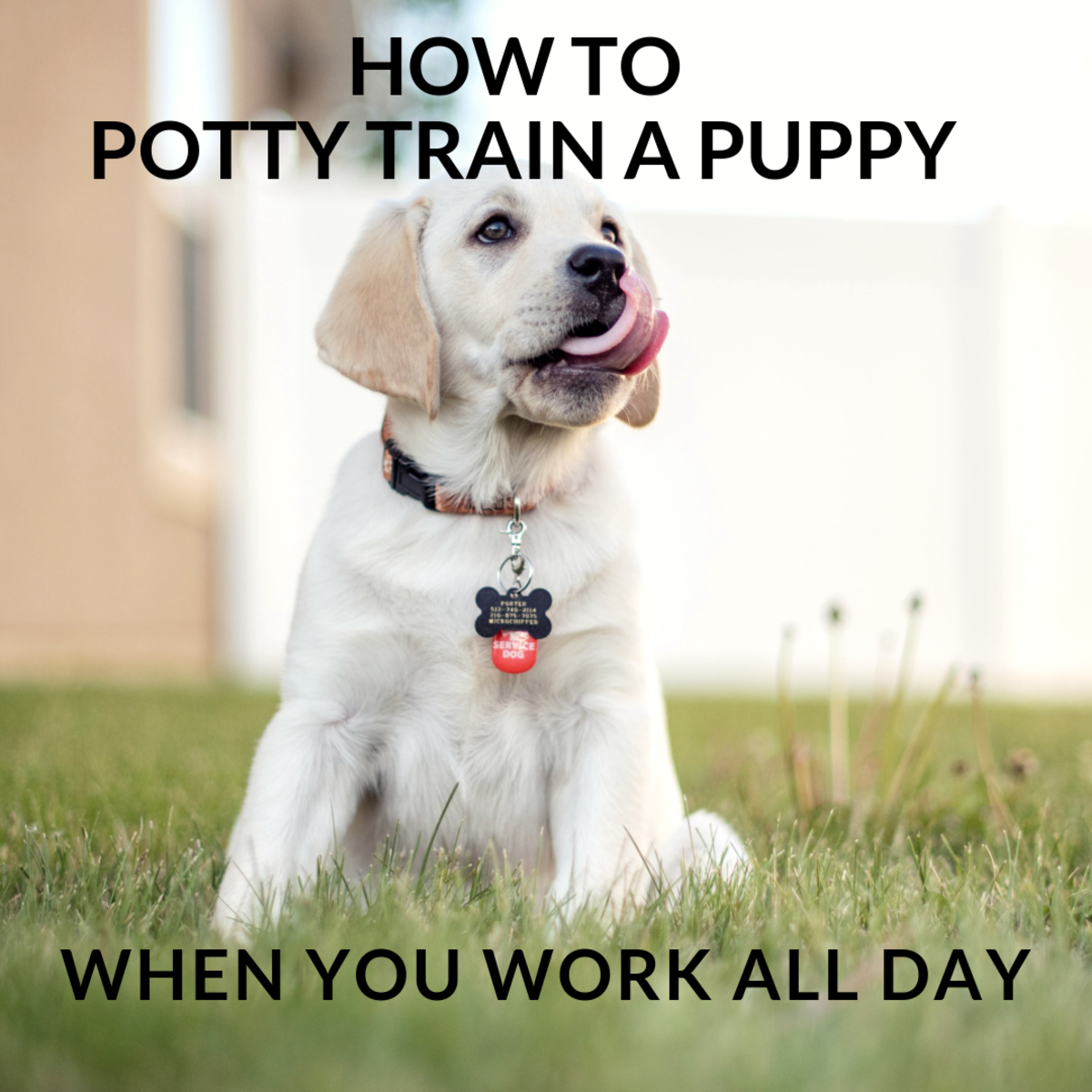 如果您整天工作，如何训练您的幼犬上厕所？