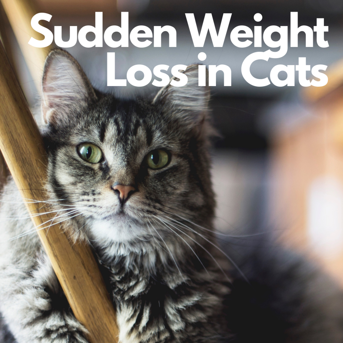 猫咪的突然体重下降和甲状腺功能亢进症