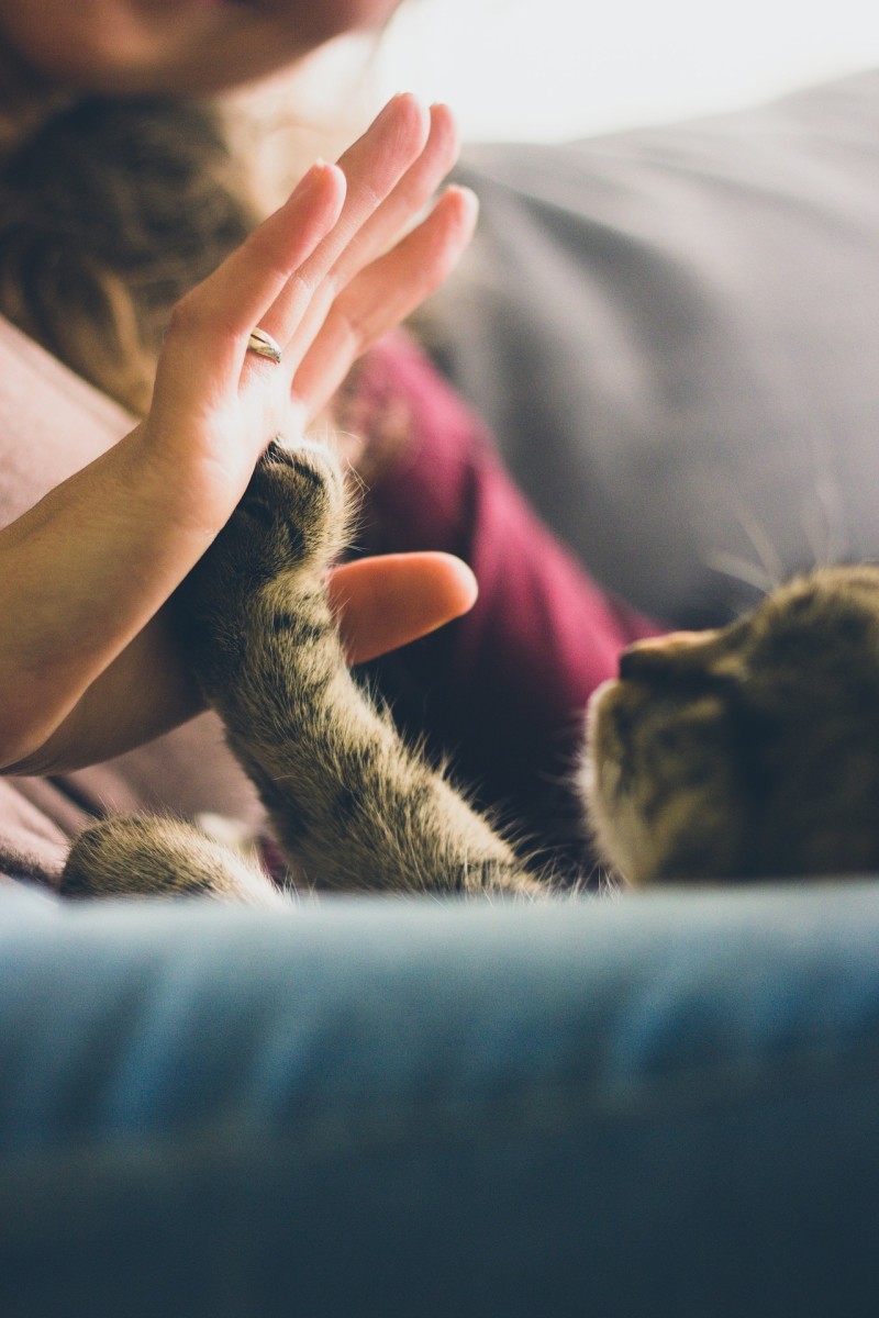 减少你的猫的焦虑和压力的5个步骤