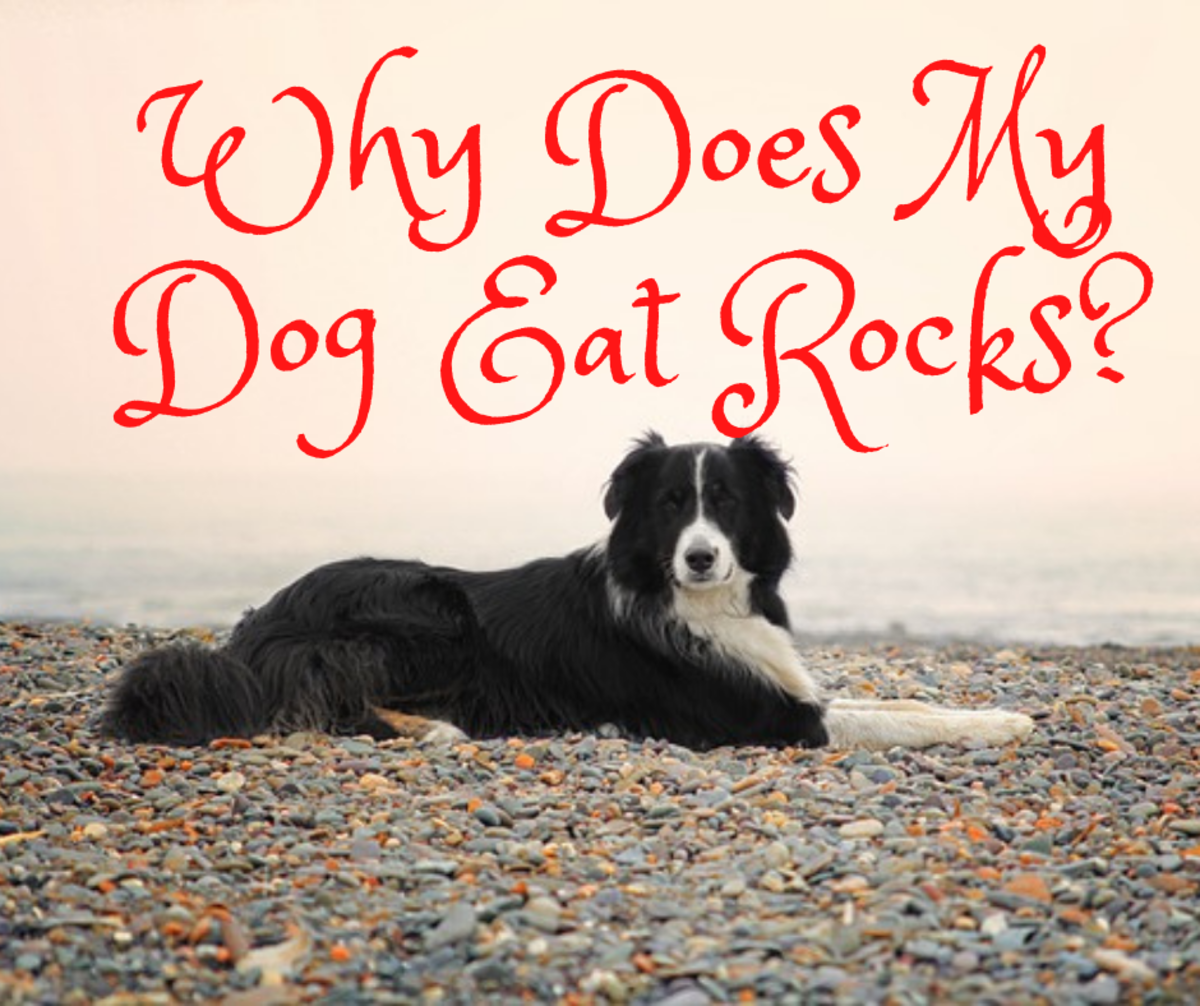 狗狗喜欢吃石头怎么办？怎么阻止它？