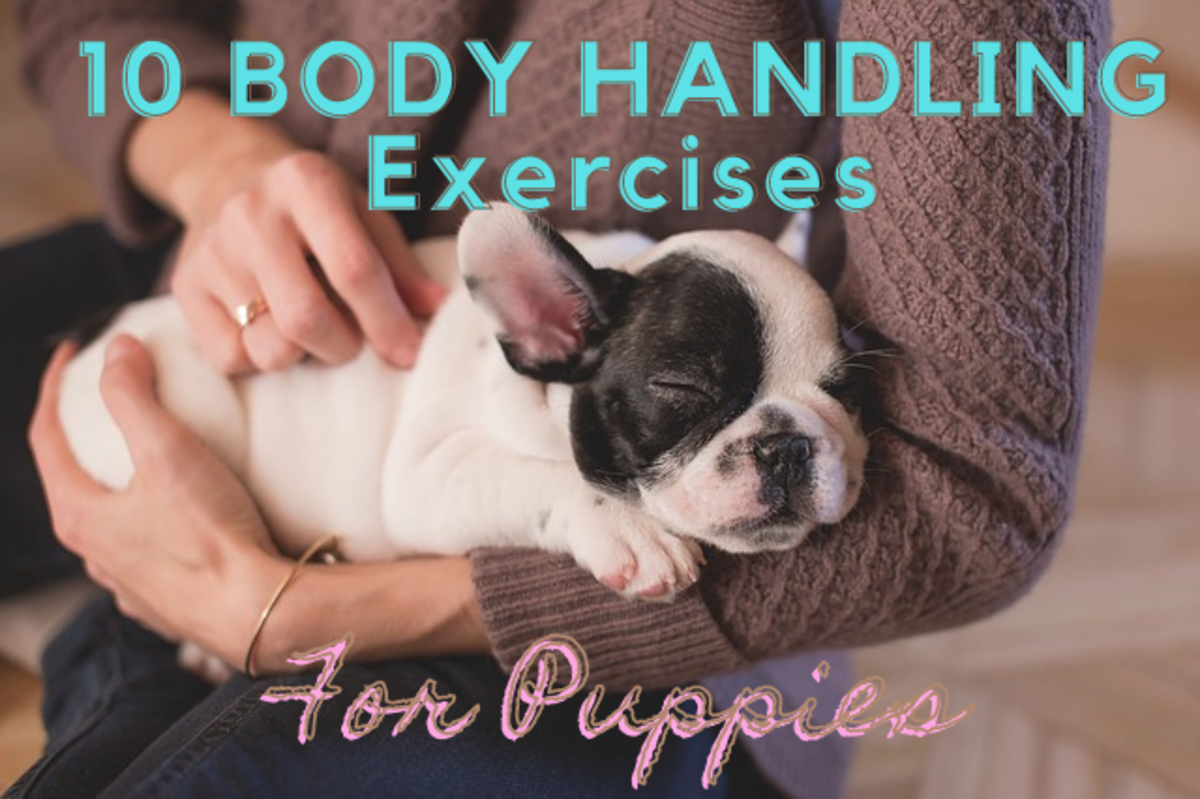 训练幼犬习惯触摸：9个身体练习