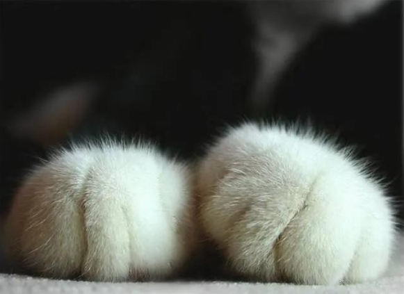 猫咪爪爪图片分享