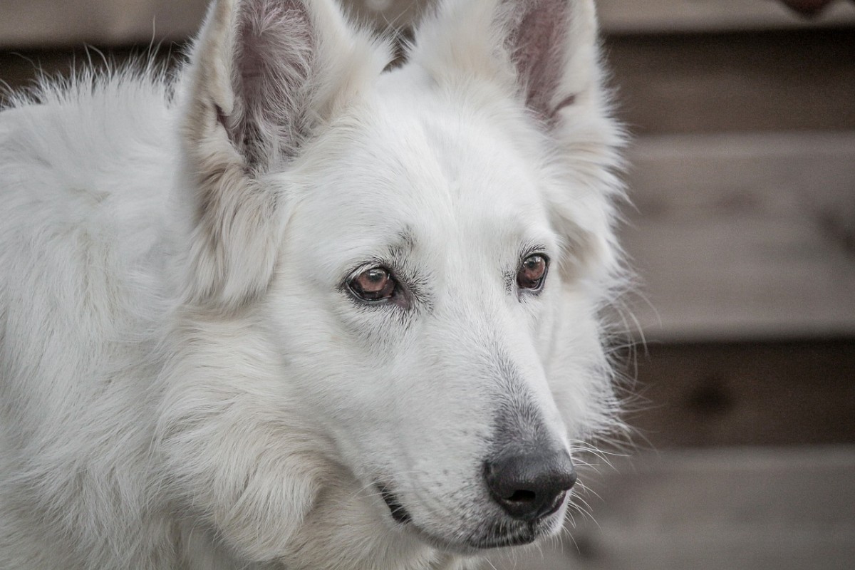 白色的德国牧羊犬，是毛发颜色变化还是其它原因？