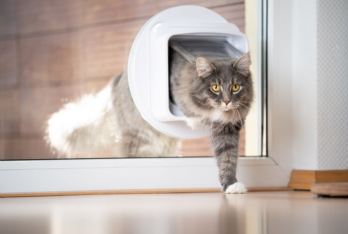如何训练你的猫使用猫咪门？