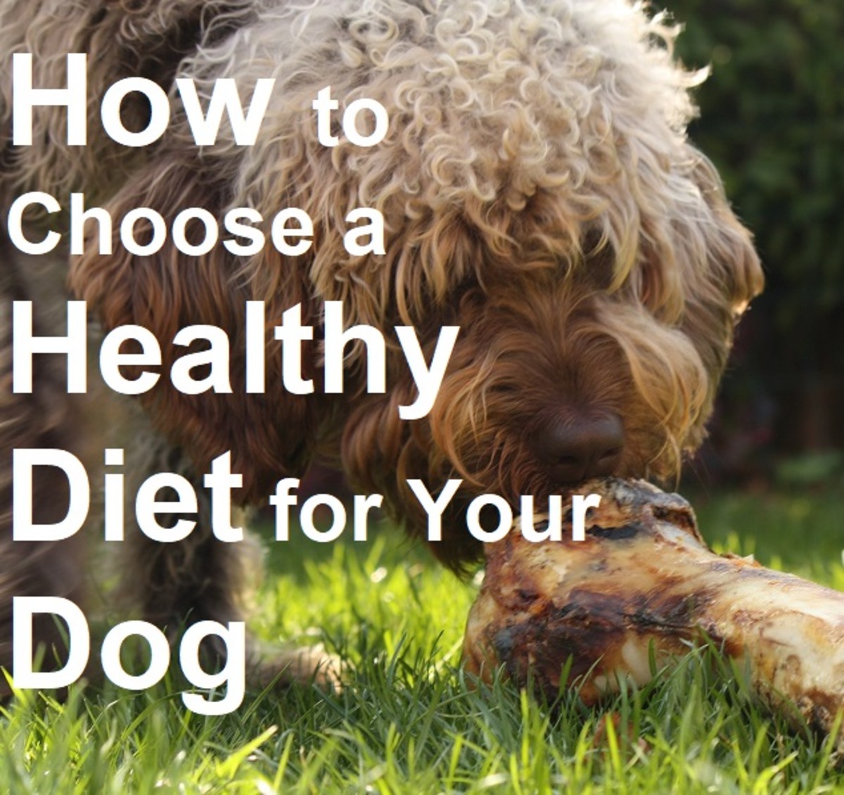 哪种狗粮好？根据狗的年龄、品种和体型选择狗粮