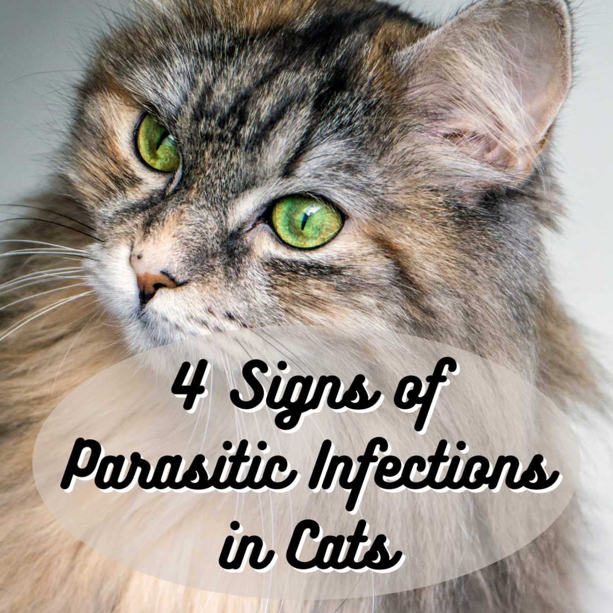 猫咪被寄生虫感染的4个迹象