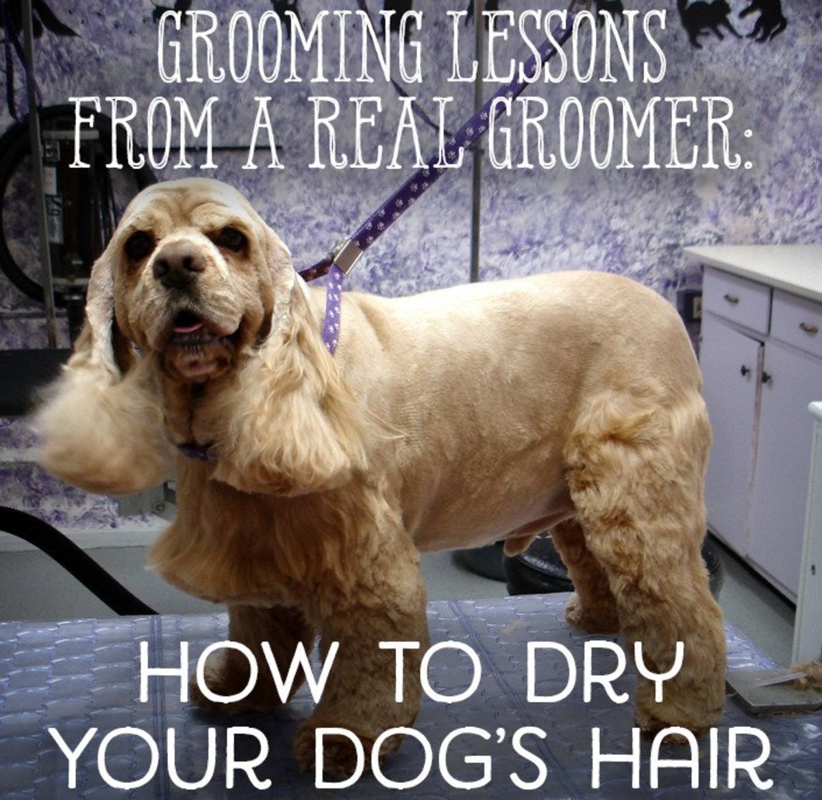 一个美容师的教训，如何正确地擦干你的宠物