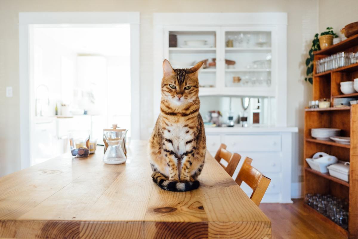 7种对你的猫有危害的家用物品