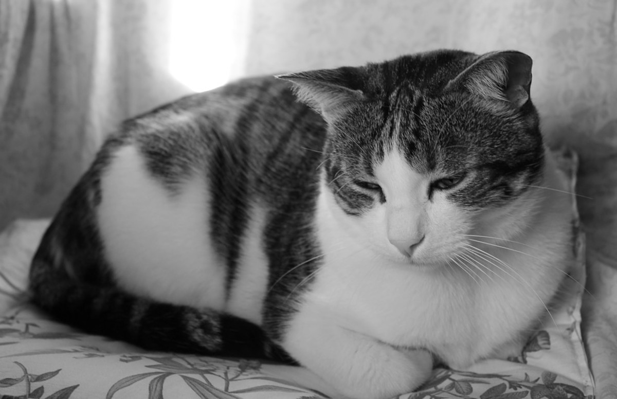 认识猫咪抑郁症的迹象，如何知道你的猫是否有抑郁症