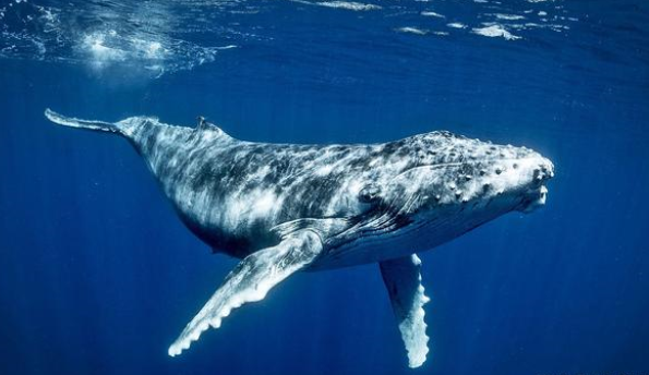 生活的海洋当中的鲸鱼 最后居然是被淹死的（鲸鱼死亡）