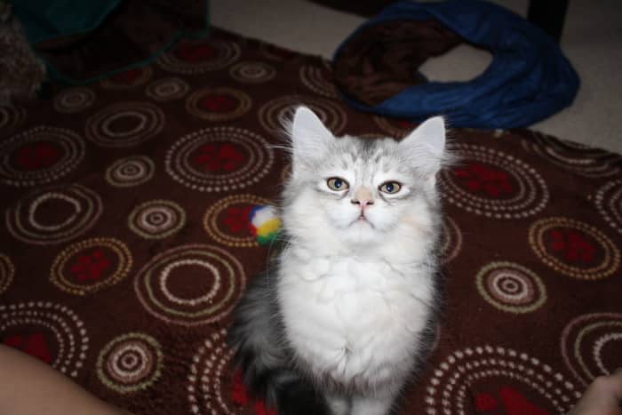 与西伯利亚猫的生活，我的收养经历