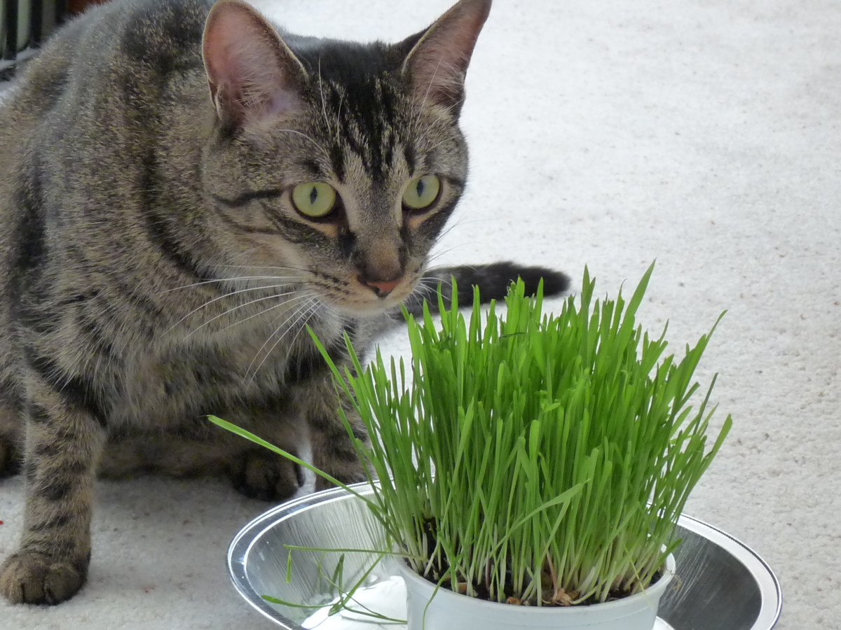 如何为你的房子选择对猫友好的植物