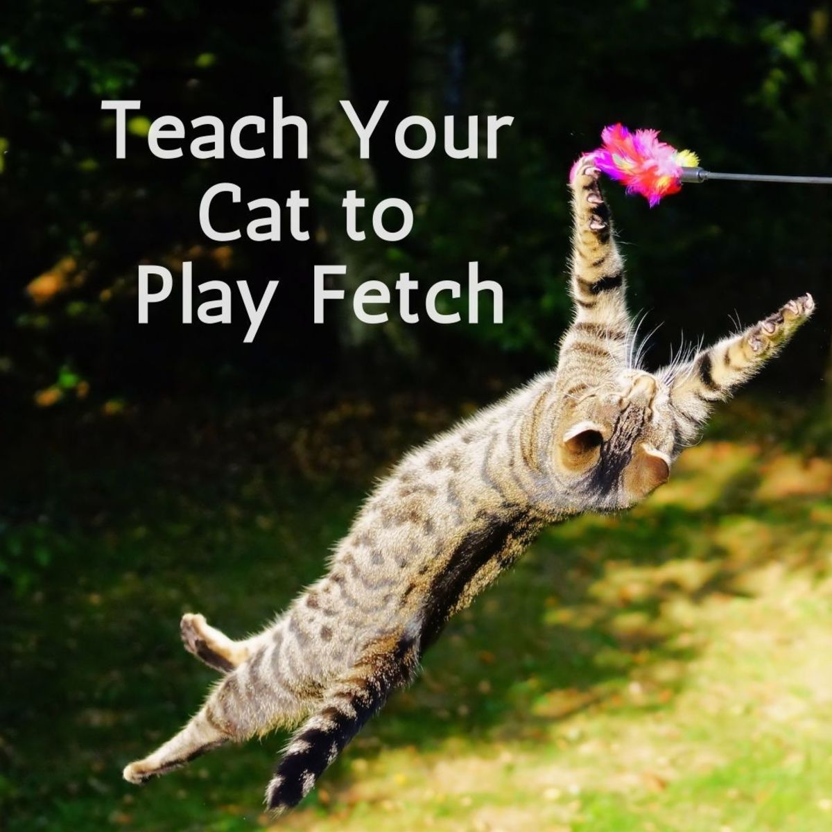 如何用6个简单的步骤教你的猫玩取物游戏