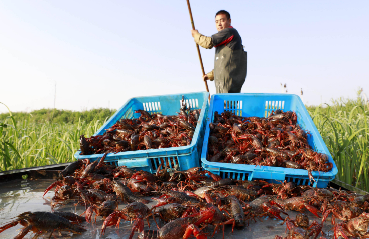 在我国这么受欢迎的小龙虾  为啥在日本要禁止销售？